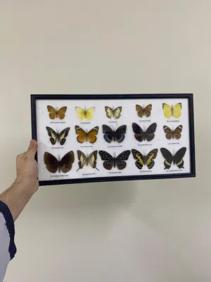 لوحة الفراشات المحنطه