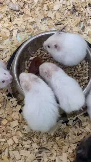 للبيع هامستر روسي