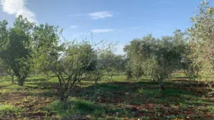 مزرعه للبيع مزروعه ومنتجه جاهزه من المالك مباشره أراضي بني كنانه القصفه