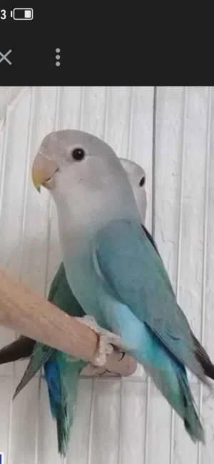 جوز روز للبيع مع فرخ بدون قفص