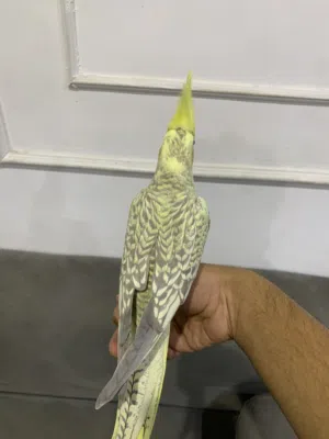 كروان انثى تربيه