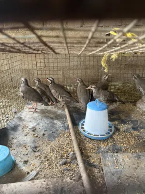 طيور الحجل للبيع