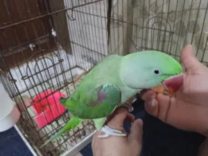 بغباء نيبالي