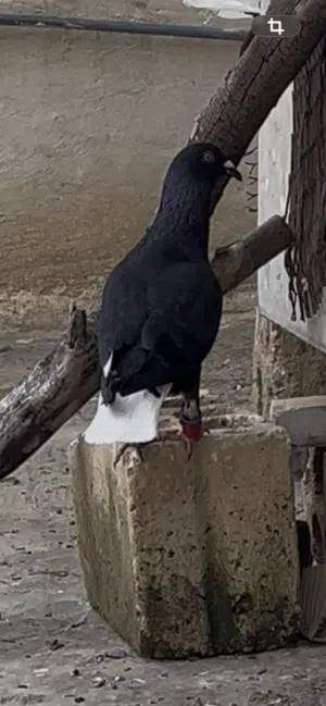 فراخ للبيع وطيرة