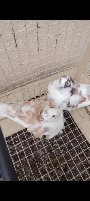 طيور فريش وطيور زينه