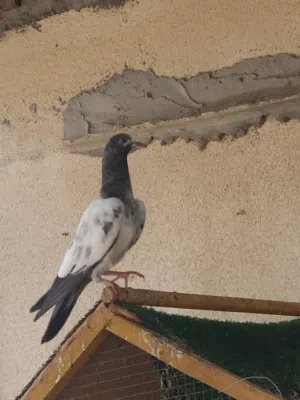 زوج تيدي مع فرخ ماله للبدل مع طيور أخرى
