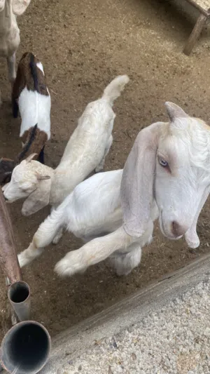 صخلان وصخلات توم حلال طيب حال تربية