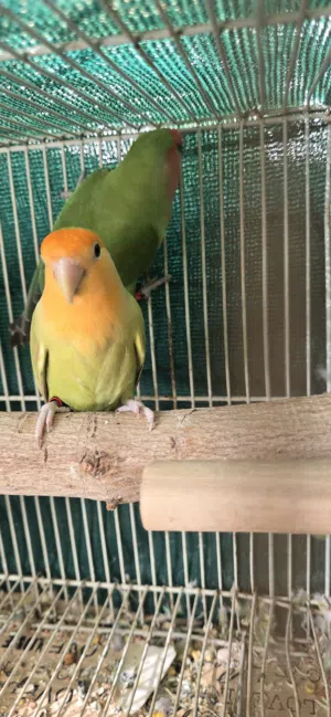 للبيع زوج روز و ذكر روز و فرخ كوكتيل