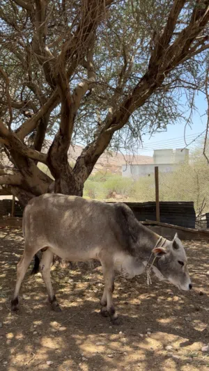 للبيع عجل مطعوم فول سمنه الله يبارك