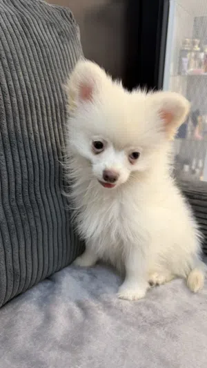 بومرينان العمر