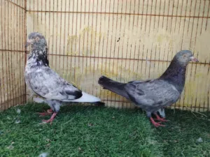 حمام بكستاني مطيار