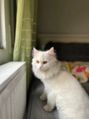 قِطة شيرازي فارسي تقليدي للبيع