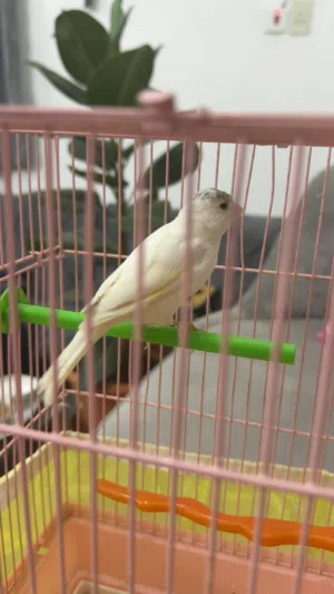 كناري سوري