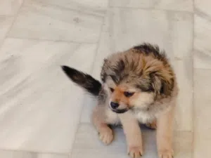 فوكس انثى عمر اربع اشهر