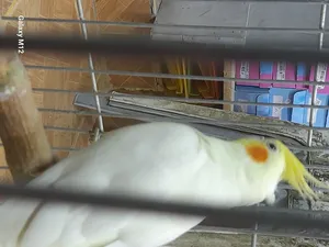 Parrots2