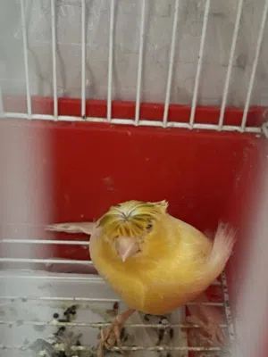 للبيع كناري