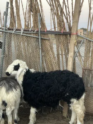 كبش نجدي فول سمنه