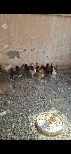 للبيع دجاج بياض