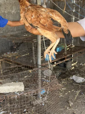 دجاجً باكستاني جاهز للإنتاج