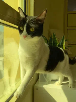 Female Cat For Adoption