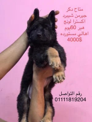 جراوي جيرمن شيبرد لونج هير