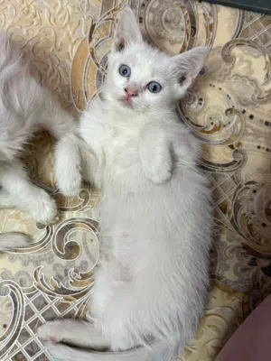 قطط زينه للبيع عمر 2شهر