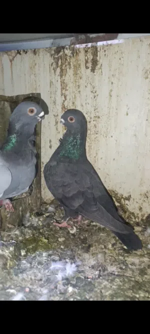 متاح جواز مكفولات شغل موجودات بالزرقاء جبل طارق