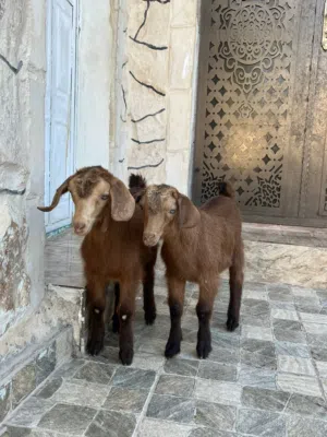 سخلتين البينو نخب