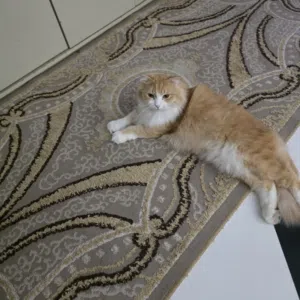قط شيرازي نظيف ومؤدب