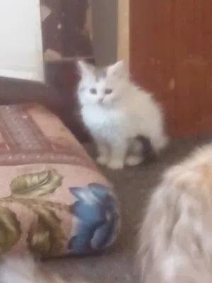 قطط شيرازي