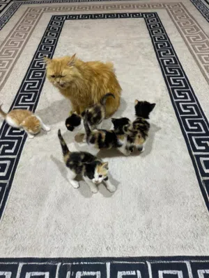 قطة شيرازي مع خمس اطفال للبيع