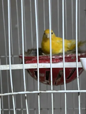 جوز كناري مع فراخو للبيع