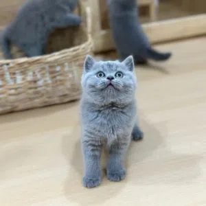 British Shorthair Kitten