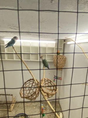4 rose 1 fisher  parrot