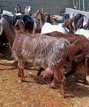 معيز اعشار تبارك الله