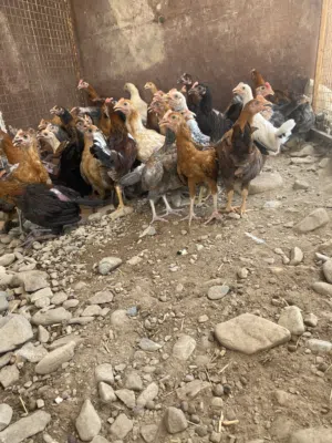 لبيع دجاج عماني سعر 1ریال