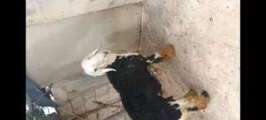 خروف نجدي نخب أول