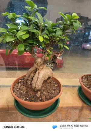 Bonsai of Phycus.