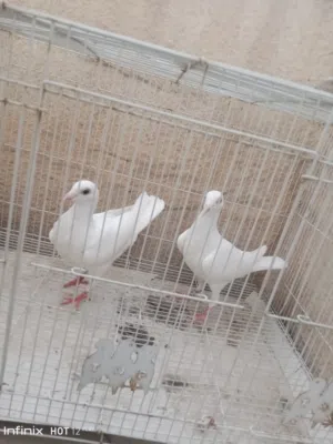 افراخ زواجل الوان ابيض