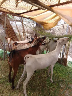 بيع المواشي بالجملة