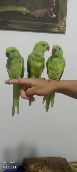 Parrots2
