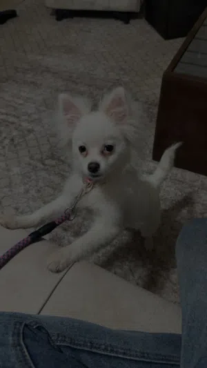 كلب بومرينيان عمر 4 شهور كلب للزينه