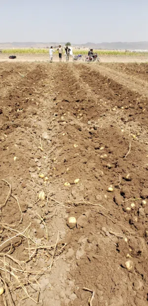 Farm Land for Sale in Dhamar Other
