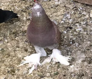 طيور حمام مكاوي