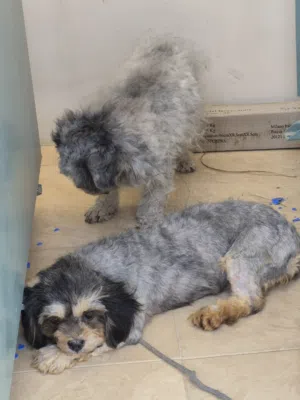dogs for adoption