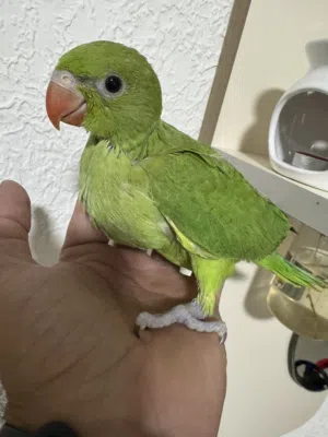فرخ ببغاء الدرة المطوق زق يدوي حجم ضخم