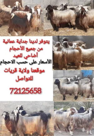 يتوفر لدينا اضاحي للعيد من جميع الاحجام والأسعار المختلفة