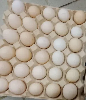 بيض بحريني منزلي يوجد توصيل
