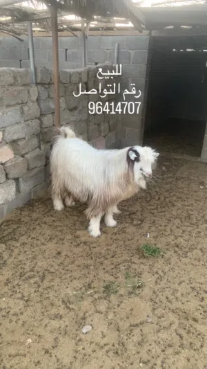 جدي عماني للبيع