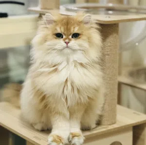 Lucky Paws Cattery 